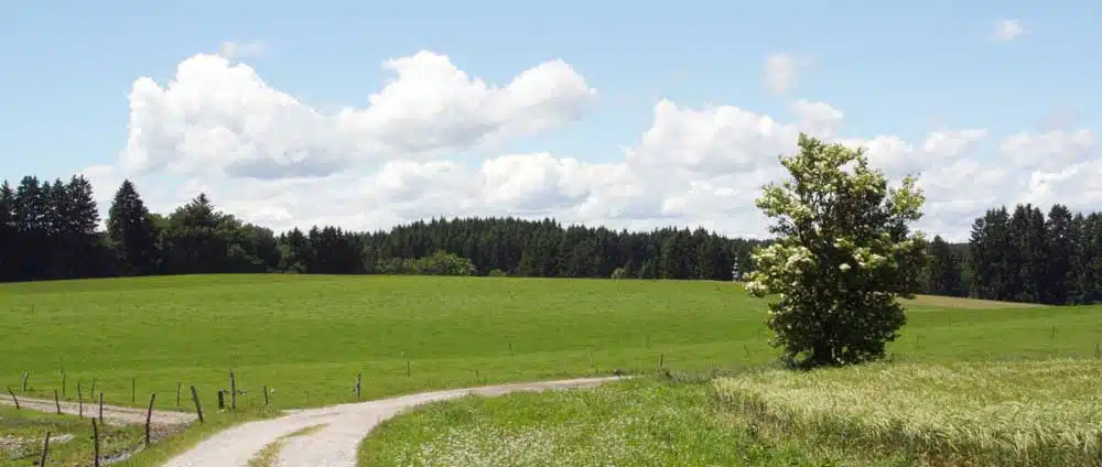 Natur Coaching Der Weg